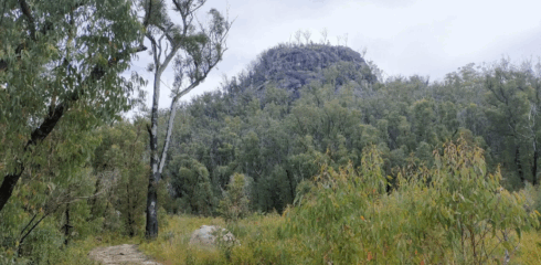 Washpool World Heritage Trail Race