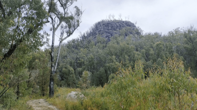 Washpool World Heritage Trail Race