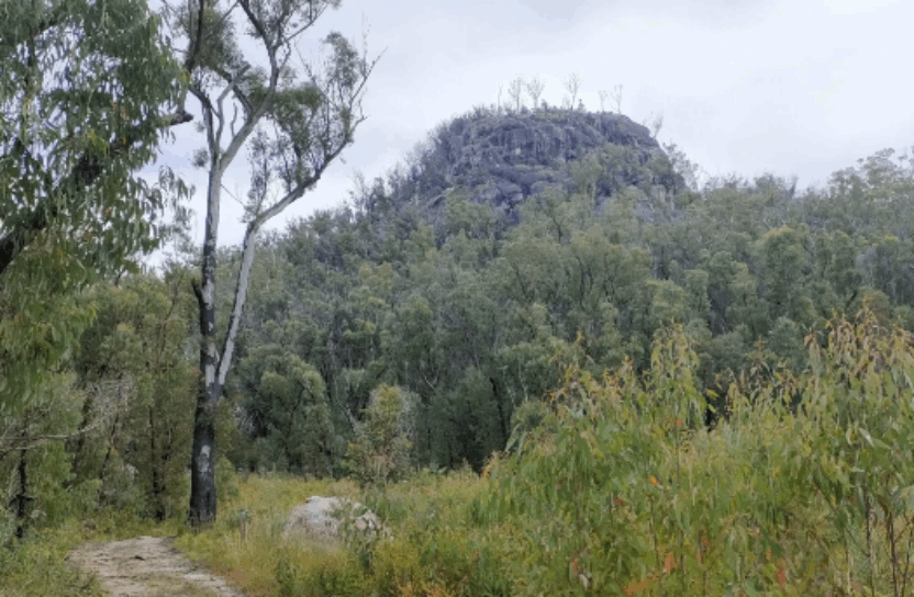 Washpool World Heritage Trail Race