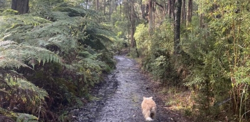 Barkin Mad Ultra